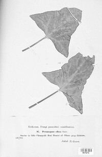 Peronospora effusa image